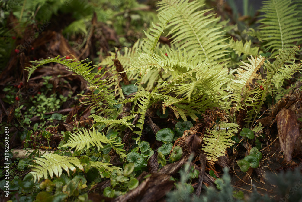 beautiful bushes with red berries and ferns beautiful bushes with red berries and ferns