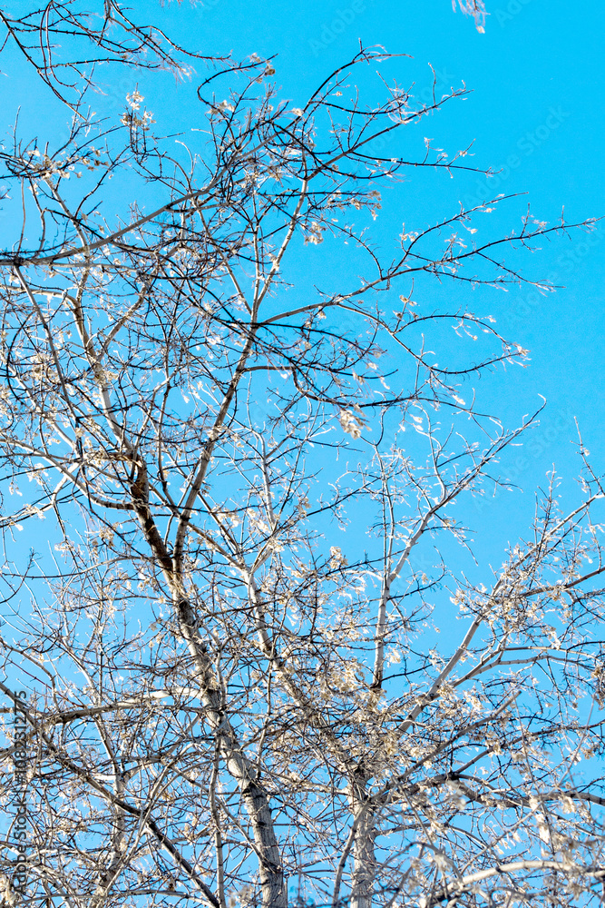 dry branches without leaves against the blue sky dry branches without leaves against the blue sky