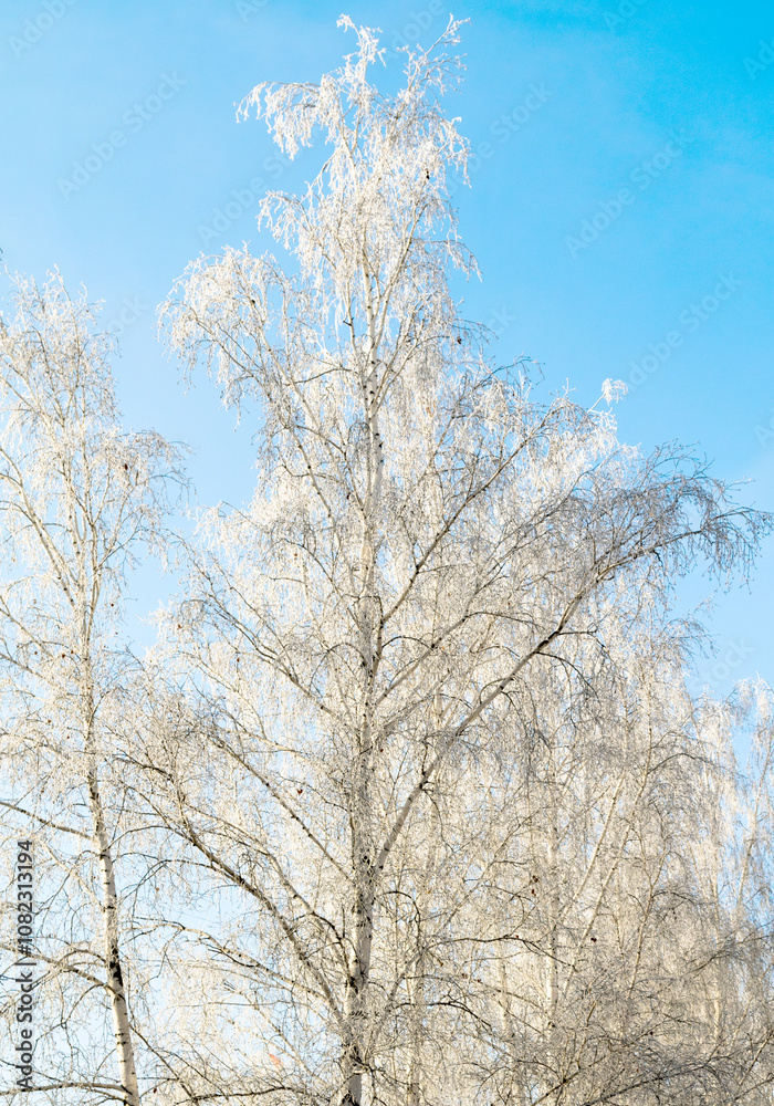 Trees in hoarfrost in the winter against the sky Trees in hoarfrost in the winter against the sky