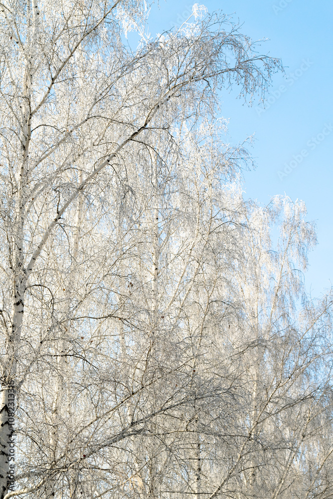 Trees in hoarfrost in the winter against the sky Trees in hoarfrost in the winter against the sky