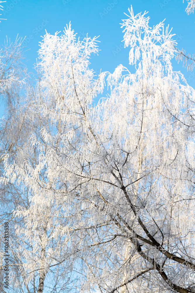 Trees in hoarfrost in the winter against the sky Trees in hoarfrost in the winter against the sky