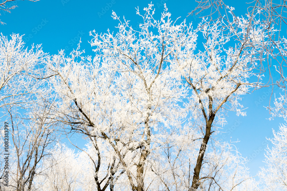 Trees in hoarfrost in the winter against the sky Trees in hoarfrost in the winter against the sky