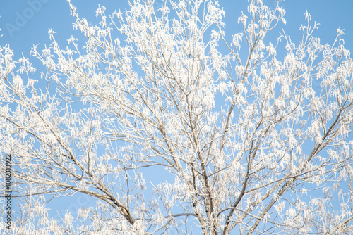 Trees in hoarfrost in the winter against the sky