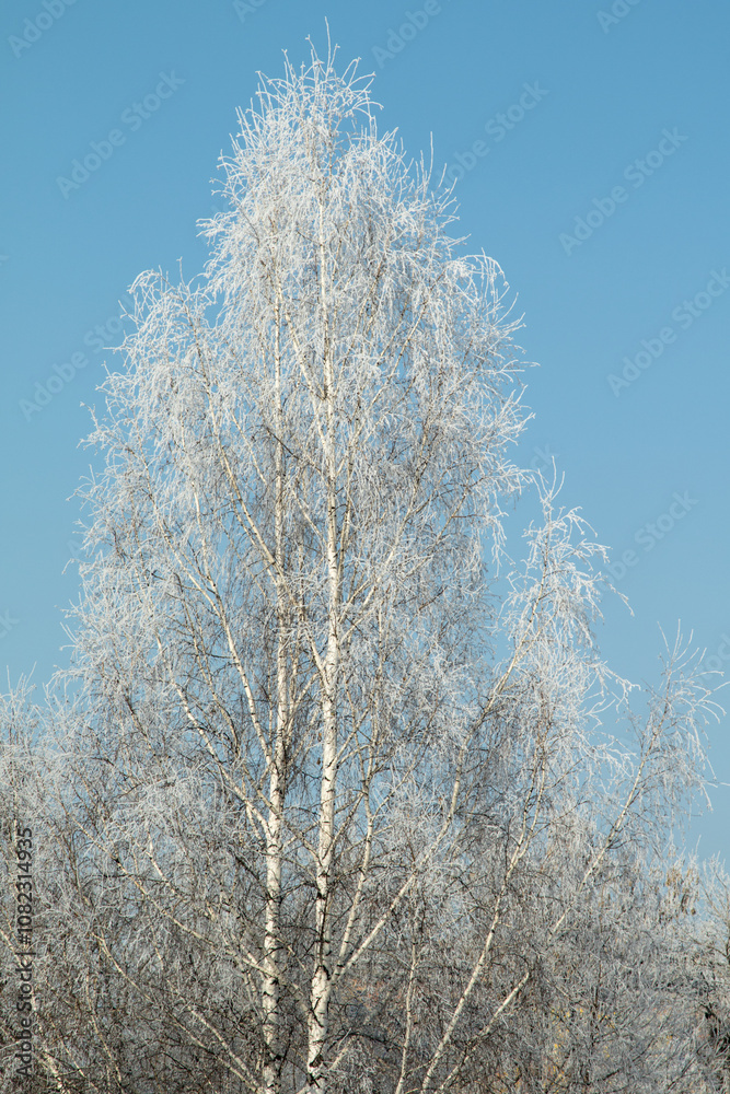 Trees in hoarfrost in the winter against the sky Trees in hoarfrost in the winter against the sky