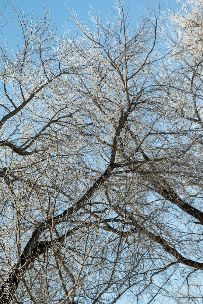 Trees in hoarfrost in the winter against the sky Trees in hoarfrost in the winter against the sky