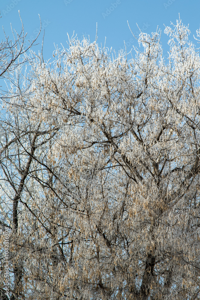 Trees in hoarfrost in the winter against the sky Trees in hoarfrost in the winter against the sky