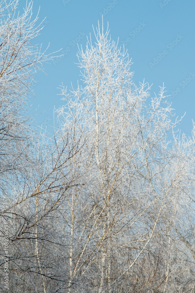 Trees in hoarfrost in the winter against the sky Trees in hoarfrost in the winter against the sky