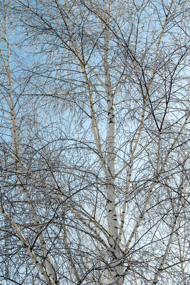 Trees in hoarfrost in the winter against the sky Trees in hoarfrost in the winter against the sky