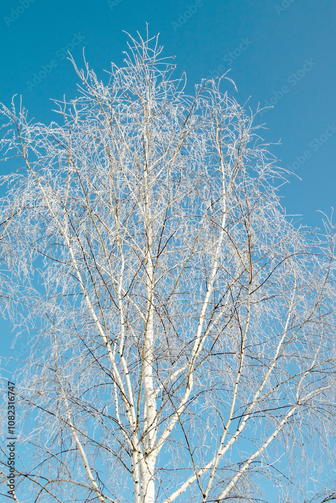 Trees in hoarfrost in the winter against the sky Trees in hoarfrost in the winter against the sky