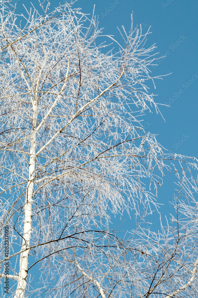 Trees in hoarfrost in the winter against the sky Trees in hoarfrost in the winter against the sky