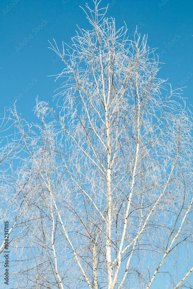 Trees in hoarfrost in the winter against the sky Trees in hoarfrost in the winter against the sky
