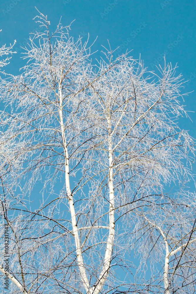 Trees in hoarfrost in the winter against the sky Trees in hoarfrost in the winter against the sky