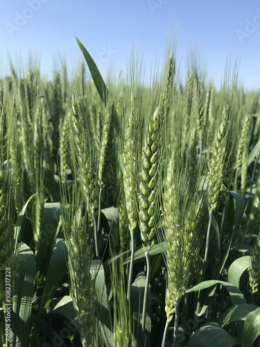 Wheat. Formation of spikelets of grain crops of winter wheat - grain field, agriculture photo