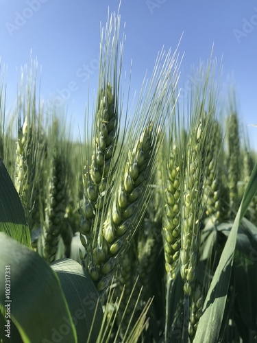 Wheat. Formation of spikelets of grain crops of winter wheat - grain field, agriculture