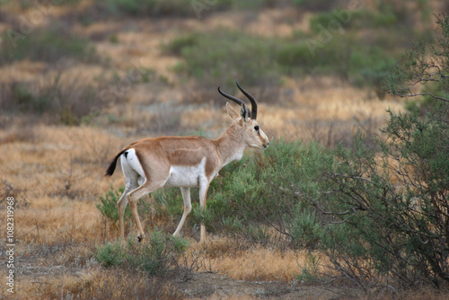 gazella, gazelle, savanna, antilope, nature, autumn, steppe, extreme, background photo