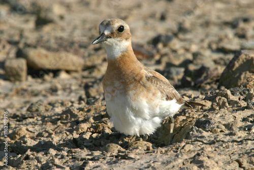 Greater sand plover, animal, egg, bird, red book, nature, anarhynchus, small wader, wild bird photo