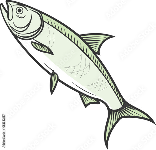 vector Drawing  of a attractive hilsa fish