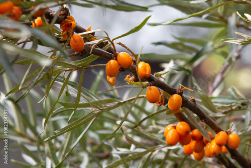 sea buckthorn berries pecked by birds