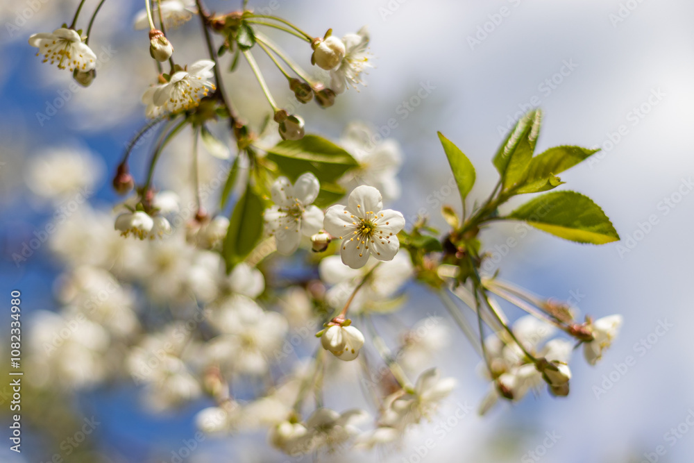 Close-up of delicate cherry blossoms in full bloom on a branch against a clear blue sky Close-up of delicate cherry blossoms in full bloom on a branch against a clear blue sky