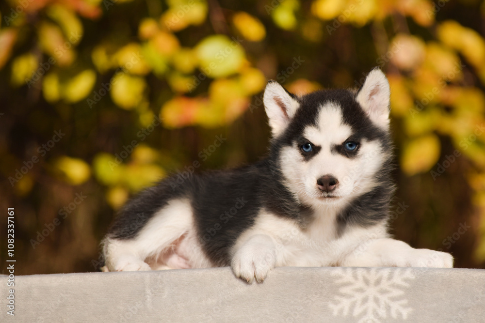 Siberian Husky puppy black and white with blue eyes against the background of an autumn forest Siberian Husky puppy black and white with blue eyes against the background of an autumn forest