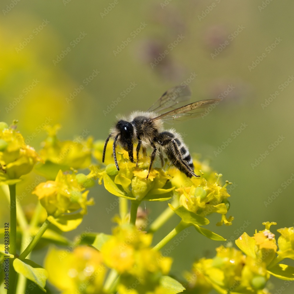 bee on yellow flower bee on yellow flower