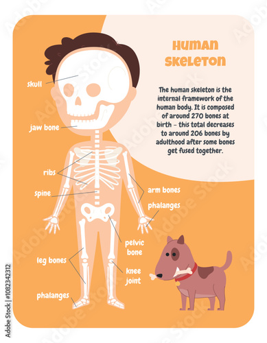 Human skeleton child diagram. Study of human anatomy. Education for a child. My body. Vector illustration
