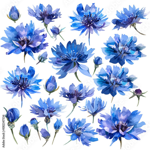 Watercolor cornflowers clipart set. Wildflower. Blue meadow flower set, hand-painted floral illustration isolated on a white background, Watercolor painting of a Cornflower.