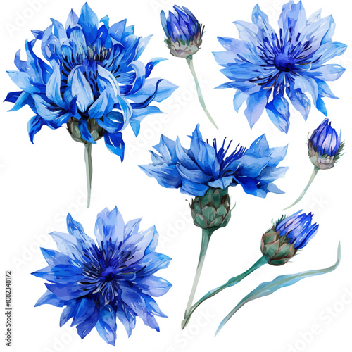 Watercolor cornflowers clipart set. Wildflower. Blue meadow flower set, hand-painted floral illustration isolated on a white background, Watercolor painting of a Cornflower.