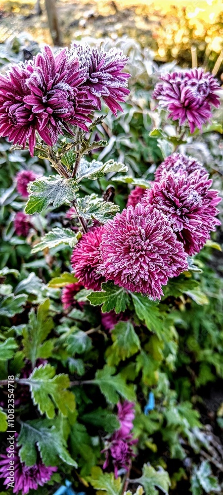 Frost-Kissed Chrysanthemums in Autumn Light Frost-Kissed Chrysanthemums in Autumn Light