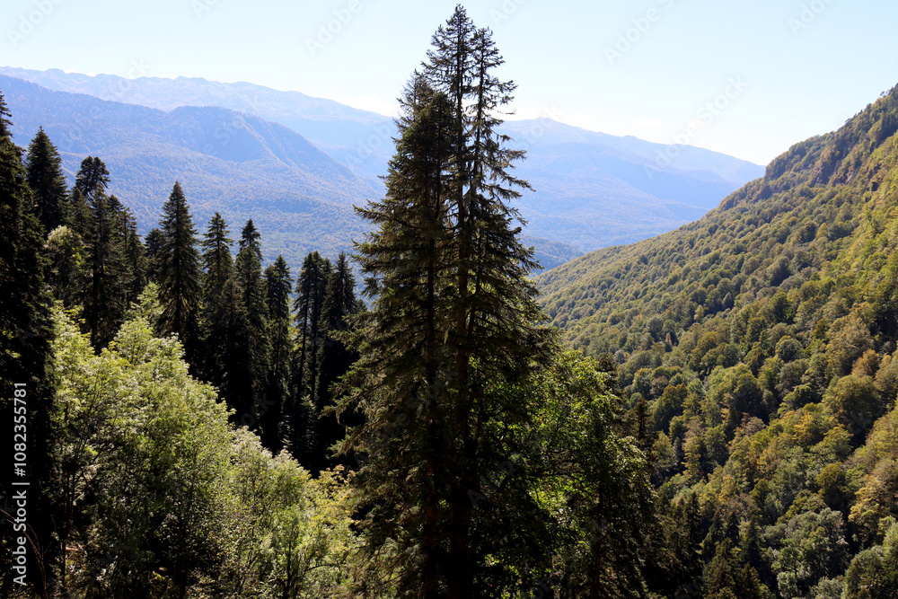 A beautiful coniferous tree in the middle of the frame. It is surrounded by two mountain slopes and a forest. A beautiful coniferous tree in the middle of the frame. It is surrounded by two mountain slopes and a forest.