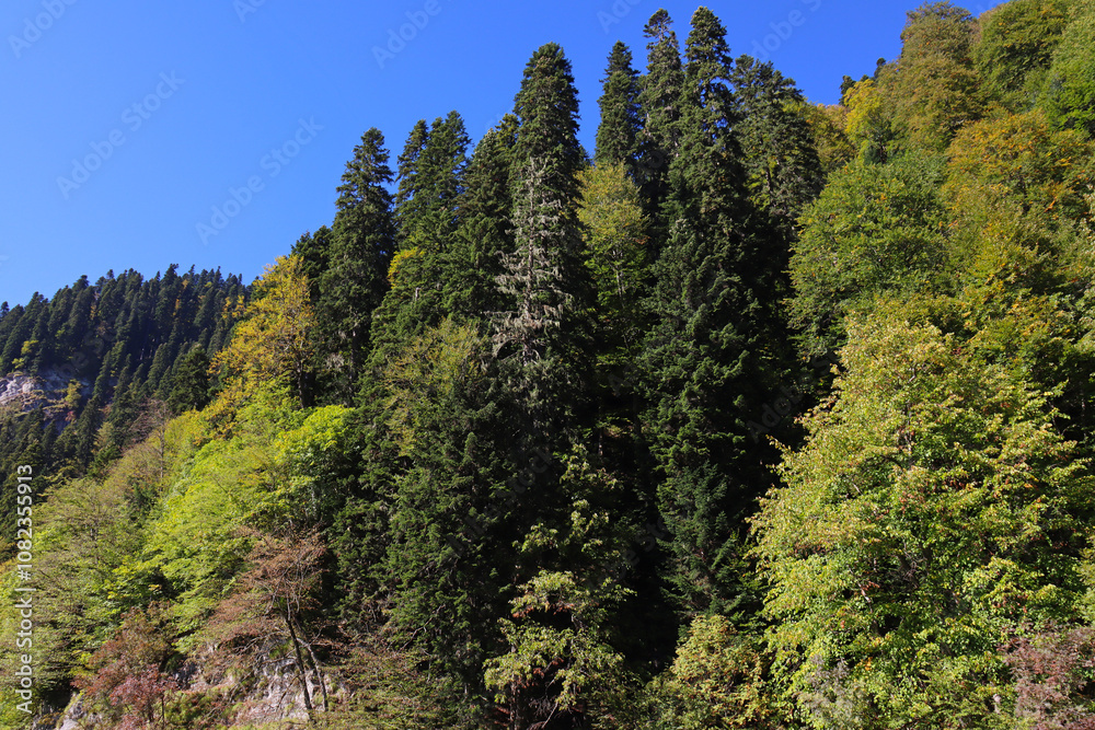 A group of trees on a mountain slope. A group of trees on a mountain slope.