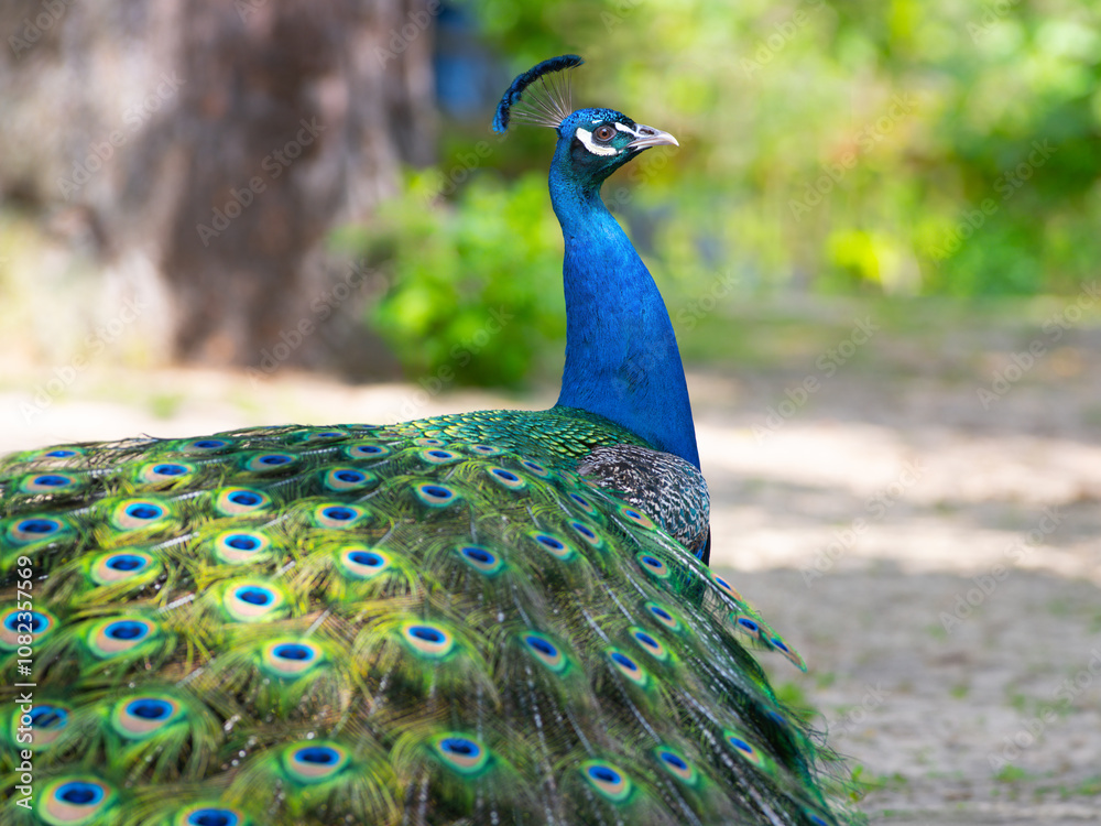 Fototapeta premium Peacock portrait on blurred background