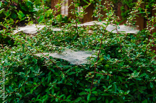 Canvastavla Spider or caterpillar web in the mist spun on a catoneaster and pyracantha bush