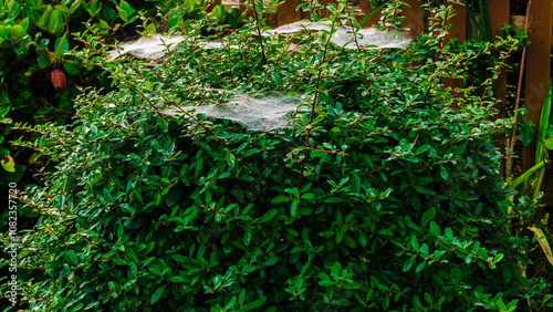 Spider or caterpillar web in the mist spun on a catoneaster and pyracantha bush photo