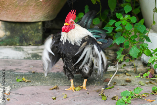 Εκτύπωση καμβά bantam  male chicken in the garden.