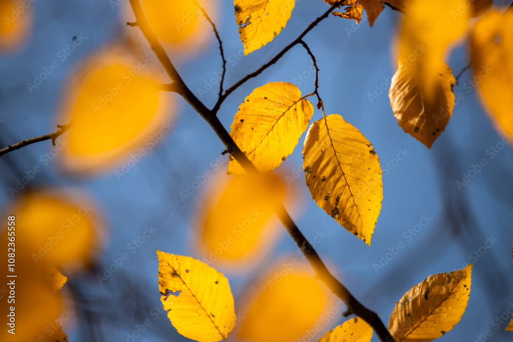 Dry autumn leaves on thin tree branches against a blue sky.