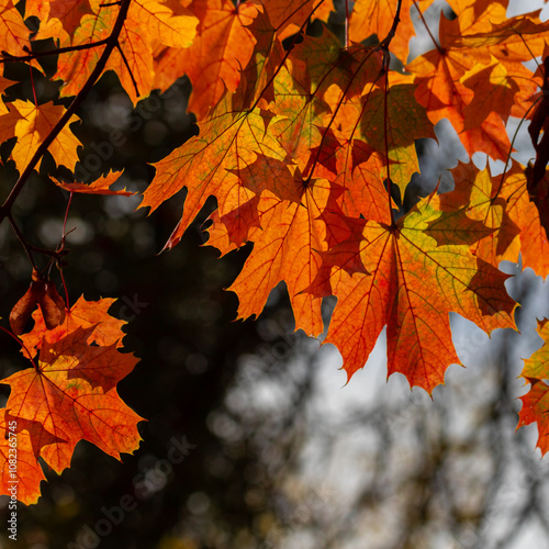 Yellow autumn leaves and black trunks against a blue sky.
