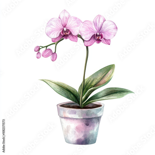beautiful potted orchid with delicate pink flowers and lush green leaves, perfect for botanical decor and adding touch of elegance to any space