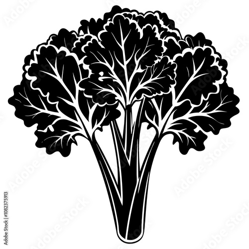 Broccoli Rabe Vector on White Background