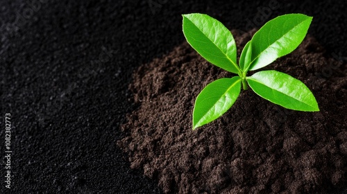 Small Green Plant Growing in Dark Soil