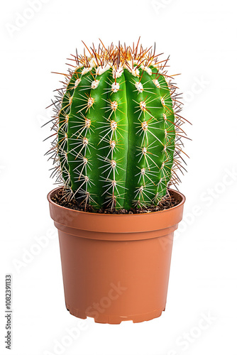 Vibrant Potted Cactus in Terra Cotta Pot, White Gradient Background