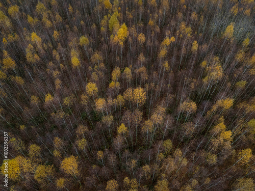 Fototapeta Naklejka Na Ścianę i Meble -  Jesienny krajobraz. Las brzozowy widok z loty ptaka