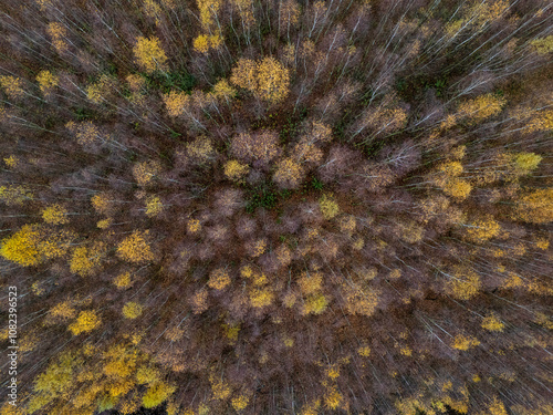 Fototapeta Naklejka Na Ścianę i Meble -  Jesienny krajobraz. Las brzozowy widok z loty ptaka
