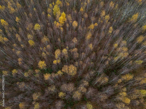 Fototapeta Naklejka Na Ścianę i Meble -  Jesienny krajobraz. Las brzozowy widok z loty ptaka