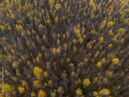 Fototapeta Naklejka Na Ścianę i Meble -  Jesienny krajobraz. Las brzozowy widok z loty ptaka