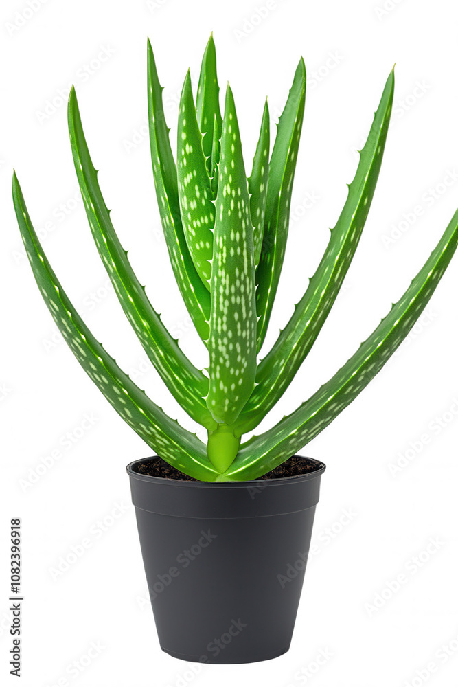Low Maintenance Green Succulent Planter in Dark Pot