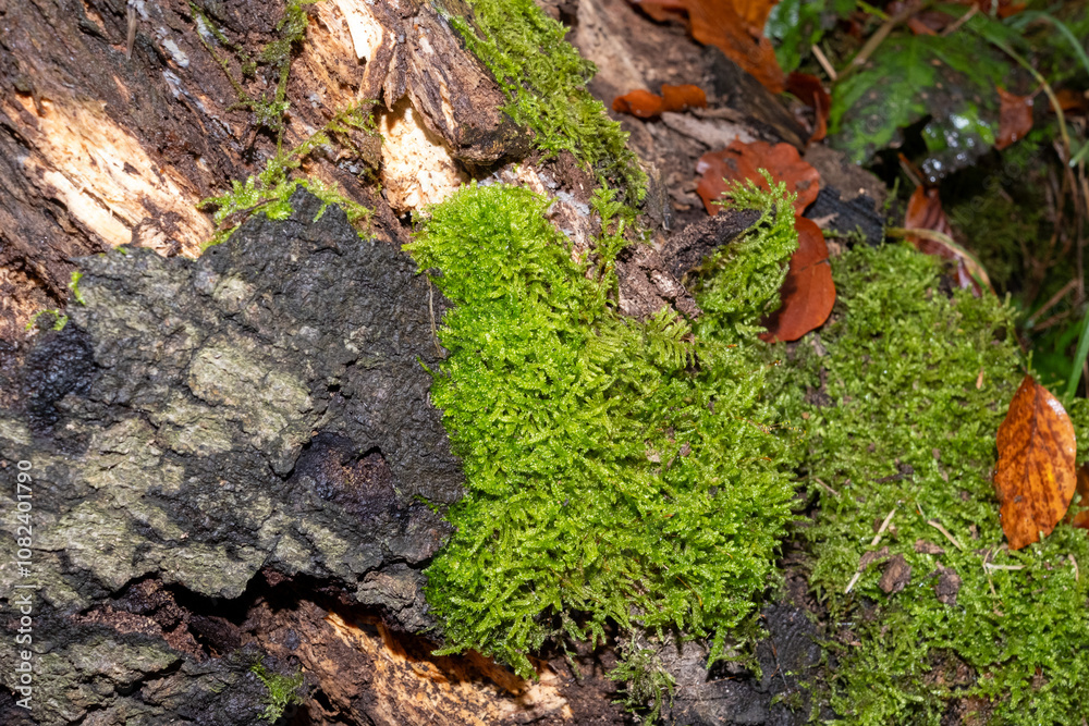 Bright green moss growing on decaying log in forest Bright green moss growing on decaying log in forest