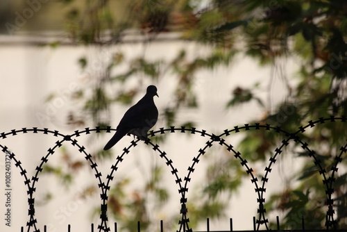 silhouette of a dove on fence photo