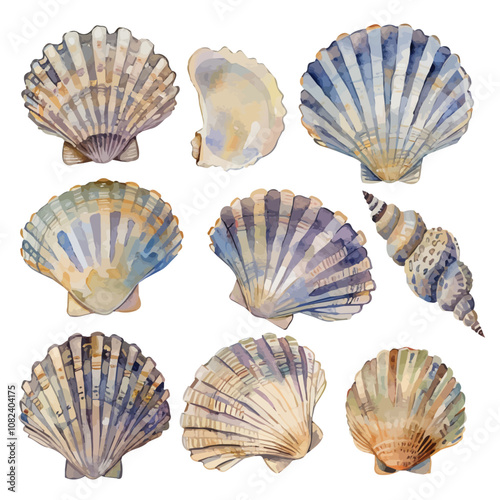 A watercolor of a set of scallop shells, isolated on a white background. Scallop shells vector.