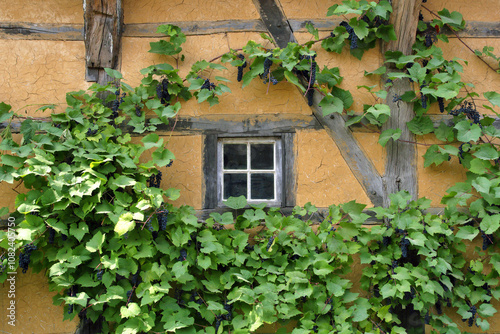 Blue grapes grow against an old yellow wall with a small window.